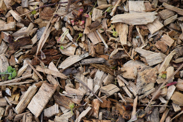 Wood chip footpath
