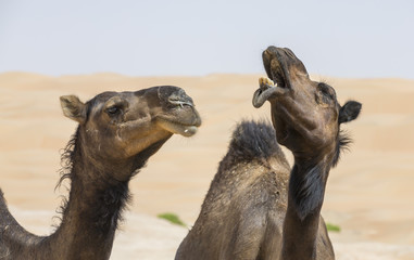 pair of black camels in Liwa desert