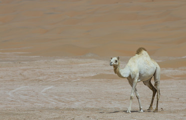 camels in Liwa desert