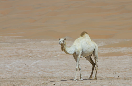 white camel in Liwa desert