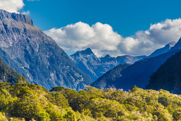 Fototapeta premium forest mountain sky sea at milford sound, new zealand