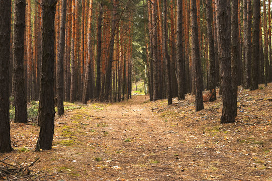 Сосновый лес, дорога в лесу