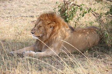 Wild Lion