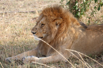 Naklejka premium Wild Lion