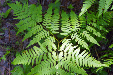 Fototapeta na wymiar Green background, texture of a forest fern
