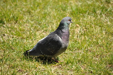 PIGEONS
