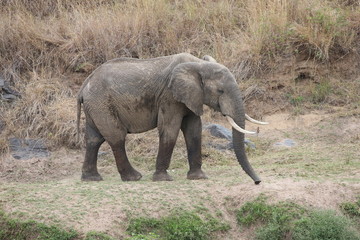 Fototapeta premium Wild Elephant