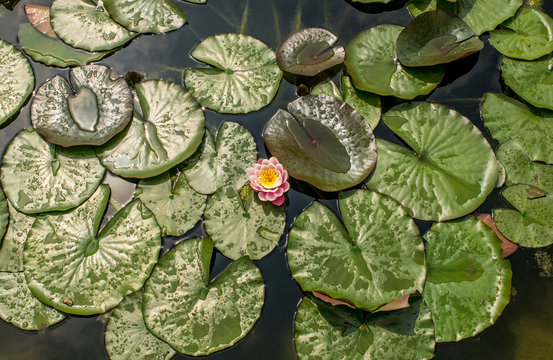 Water lily fabiola,Italy,Sigurda Park 25 April 2017,Water lily fabiola,beautiful flowering aquatic plant
