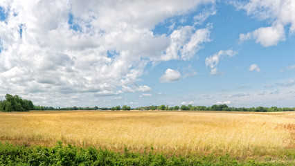 Obraz premium Spring wheat field with blue sky and clouds.