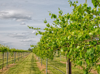 Fototapeta na wymiar New growth on the grapevines