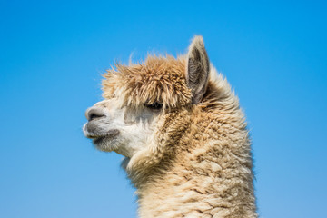 Alpaca