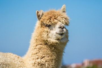 Alpaca