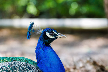 Porträt von einer blauen Pfau