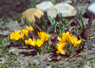 clumps of yellow crocuses among the stones