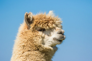 Obraz premium Alpaca