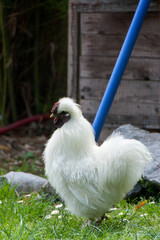 The silkie rooster