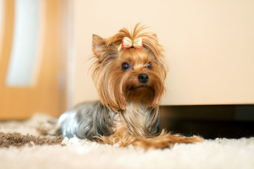 Portrait of Yorkshire Terrier laying on floor