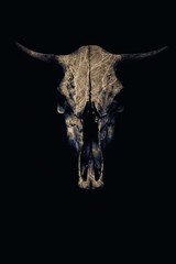 Fototapeta premium Brutal skull of a bull on a black background