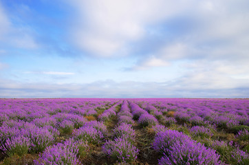 Obraz na płótnie Canvas lavender field