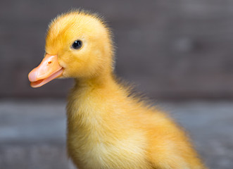 Cute little newborn duckling on wooden background. Close up portrait of newly hatched duck on a chicken farm.