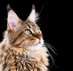 Portrait of domestic black tabby Maine Coon kitten. Fluffy kitty on black background. Extreme close-up studio shot beautiful curious young cat looking away.