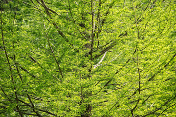 Cypress tree in the spring