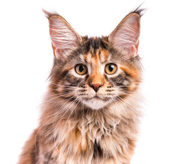Naklejka premium Portrait of domestic tortoiseshell Maine Coon kitten. Fluffy kitty isolated on white background. Close-up studio photo adorable curious young cat looking at camera.