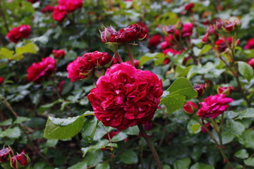 Red roses in rose patch