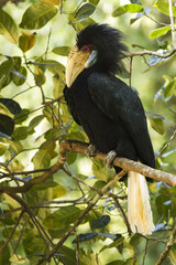 Obraz premium Photo of Wreathed hornbill taken while resting on a tree in National Park.