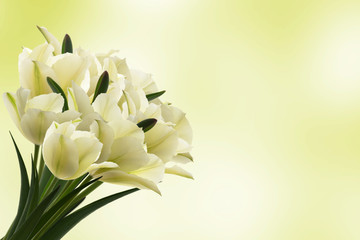 weisser tulpenstrauss