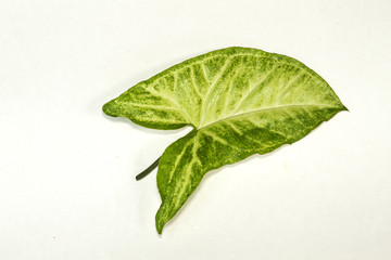 A leaf isolated on white background