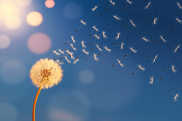 Fototapeta premium Dandelion w promieniach słonecznych uwalniających nasiona.