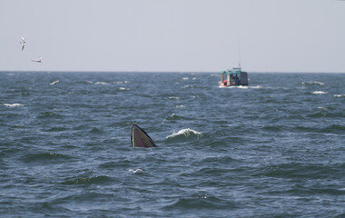Bryde's whale putatively comprises two species of rorqual and maybe three. The 