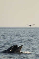 Fototapeta na wymiar Bryde's whale in gulf of Thailand
