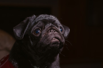 Sad Pug