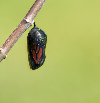Monarch butterfly chrysalis getting ready to emerge on milkweed branch. Natural green background with copy space.