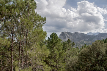 parque natural de la sierra de Grazalema en la provincia de Cádiz, Andalucía