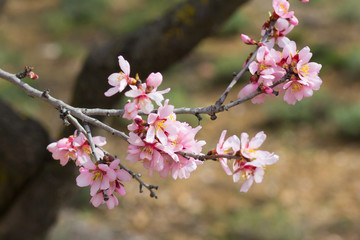 Spring flowering tree