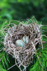 bird nest in nature