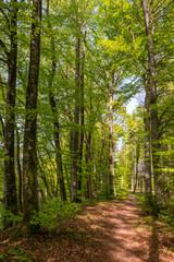 Fototapeta na wymiar Waldweg mit Buchenbäumen