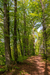Waldweg mit Buchenbäumen, im Hintergrund die Waldlichtung
