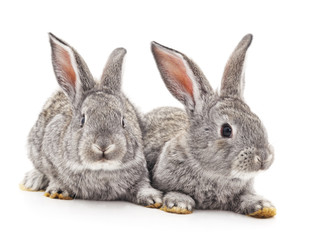 Fototapeta premium Two gray rabbits.