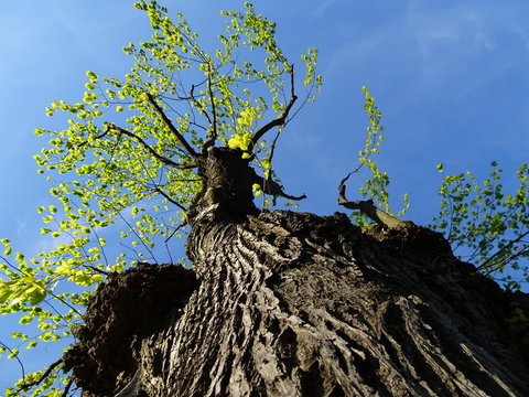 Eiche alter Baum Froschperspektive mit Himmel