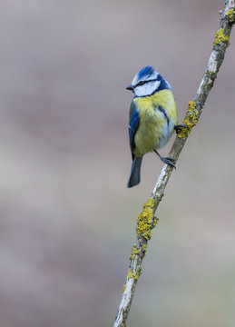 La m&eacute;sange bleue