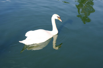 white swan at blue water
