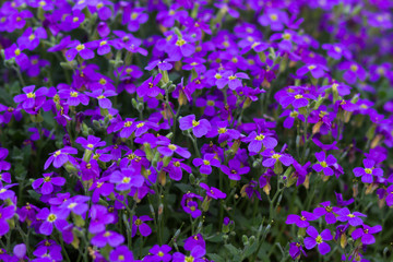 purple violet flowers