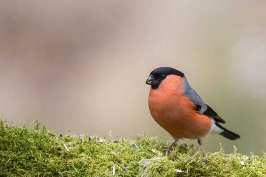 Le bouvreuil pivoine