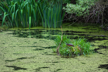 Landscape of Nixon Park in Loganville, Pennsylvania