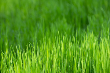 Lush green grass in spring