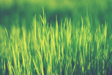 Lush green grass in spring